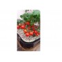 GrowPlant 5L (Фракция 10-20мм)